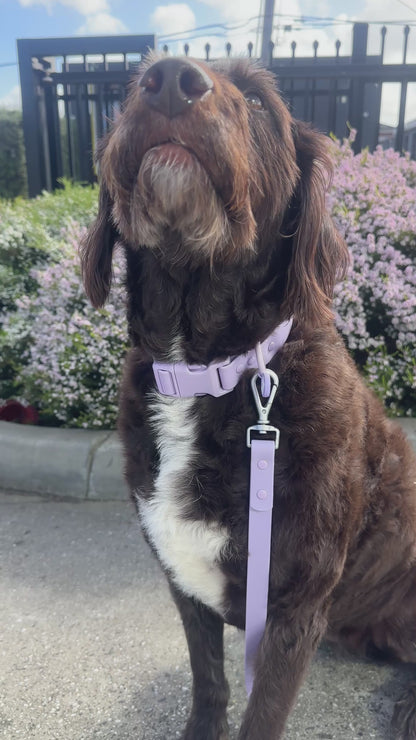 Everyday Set - Lead + Collar + Poop Bag Bundle - Lavender Bloom