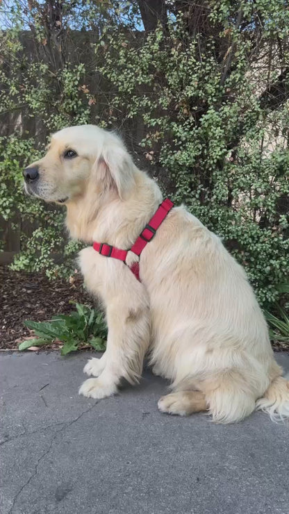 Waterproof Dog Harness and Lead Set – Candy Red