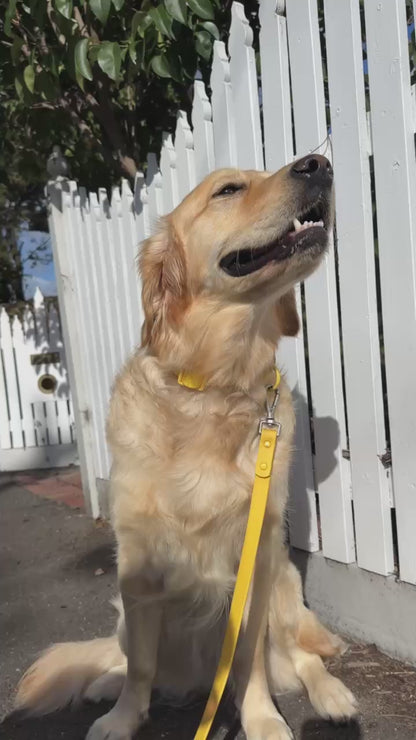 Waterproof Dog Collar – Mango Yellow